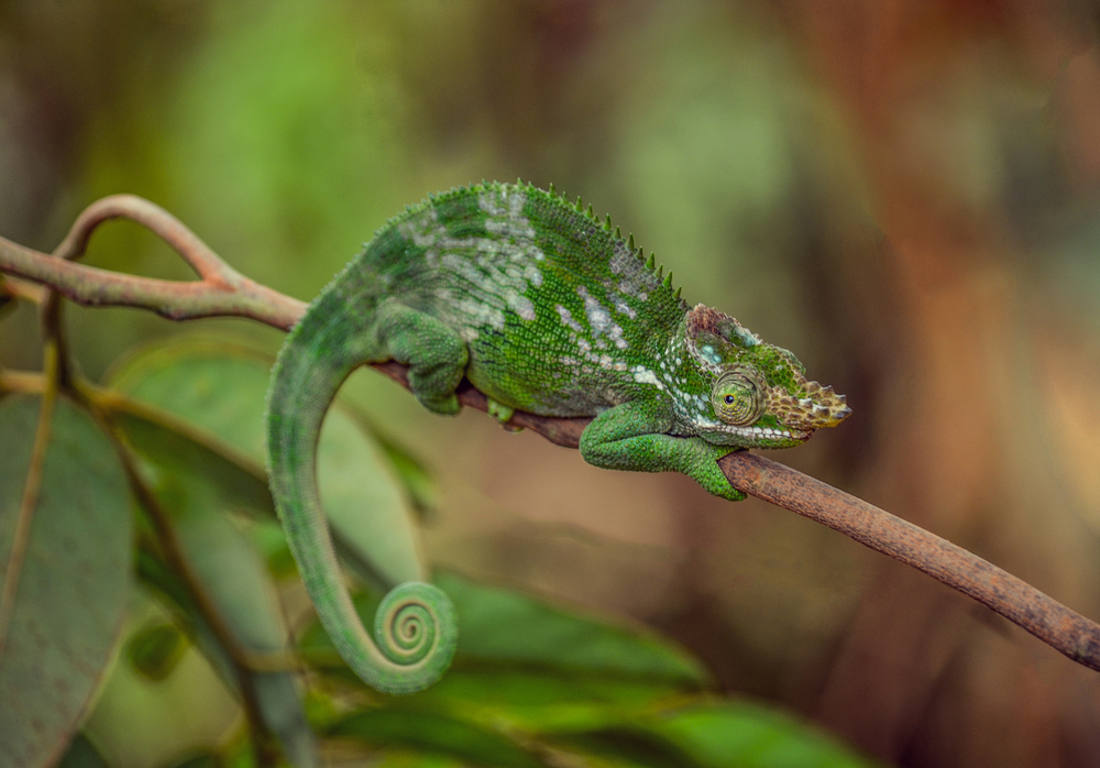 listing-details-carousel