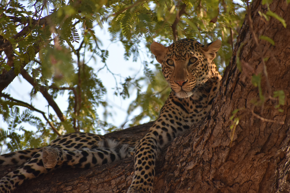 Ruaha National Park