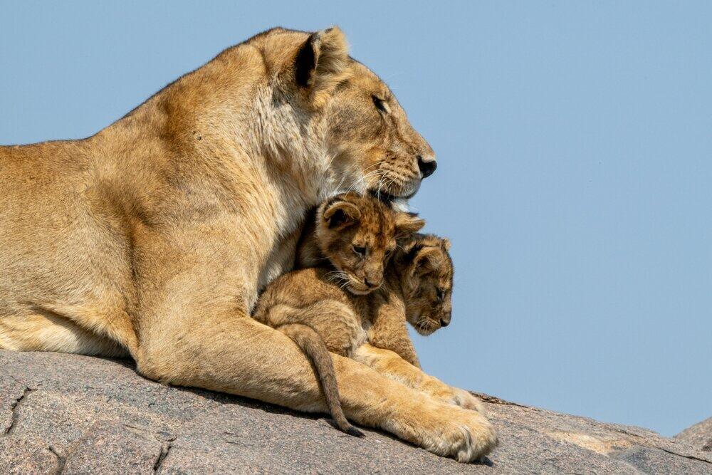 8 Days Tanzania Wildlife Safari Experience