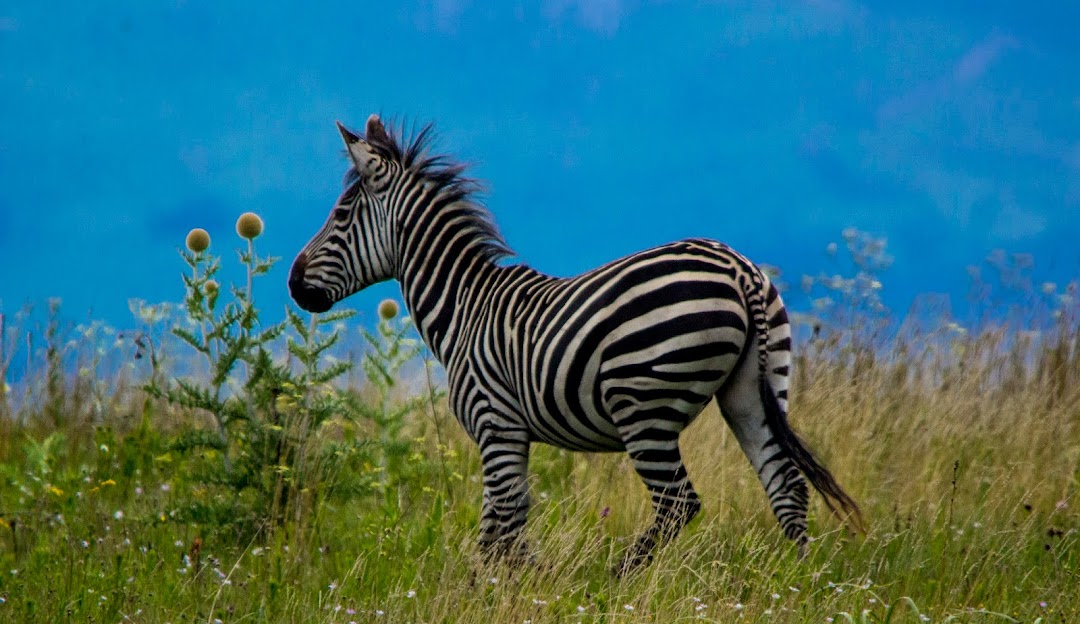 Kitulo National Park